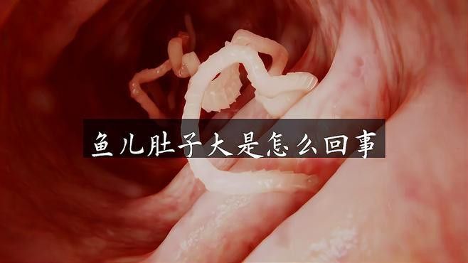 如何判斷高背龍魚是否健康？