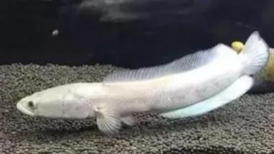 白化雷龍魚最忌三種水果（白化雷龍魚最忌三種水果的具體信息沒有找到關于白化雷龍魚的忌諱）
