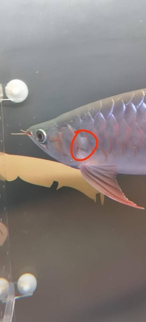 能提供幾張龍魚鰓蓋摔斷的圖片嗎？