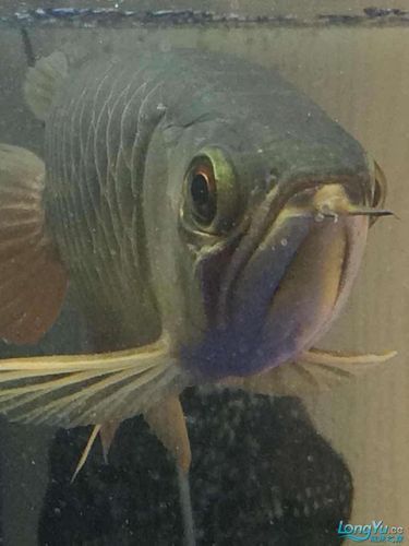 能提供幾張龍魚鰓蓋摔斷的圖片嗎？