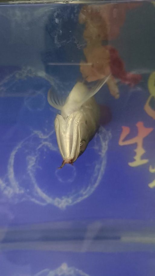 能提供幾張龍魚鰓蓋摔斷的圖片嗎？