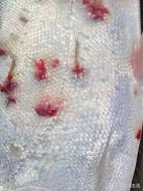能提供幾張龍魚鰓蓋摔斷的圖片嗎？