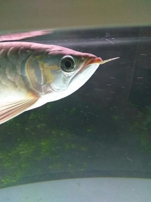 能提供幾張龍魚鰓蓋摔斷的圖片嗎？