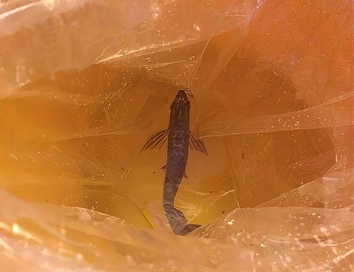 能提供幾張龍魚鰓蓋摔斷的圖片嗎？