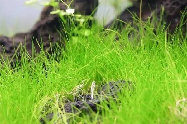 龍魚眼睛瞎了會好嗎視頻講解：龍魚眼睛瞎了會好嗎？原因分析與治療指南