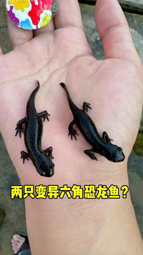 恐龍魚長啥樣子圖片