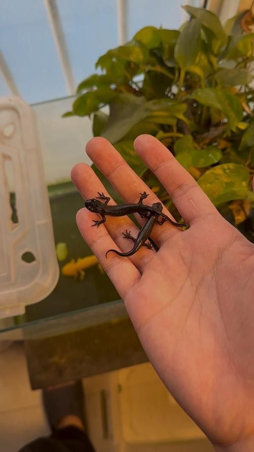 恐龍魚長啥樣子圖片