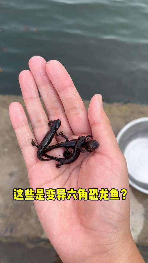恐龍魚長啥樣子圖片