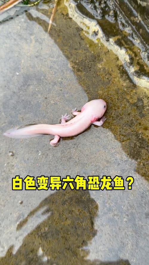 恐龍魚長啥樣子圖片