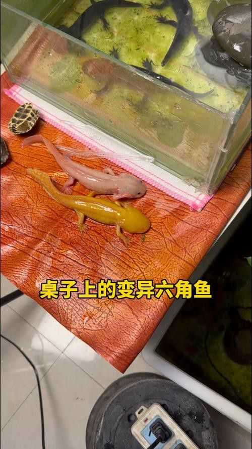 恐龍魚長啥樣子圖片