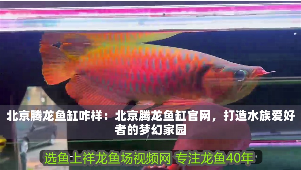 北京騰龍魚缸咋樣：北京騰龍魚缸官網，打造水族愛好者的夢幻家園