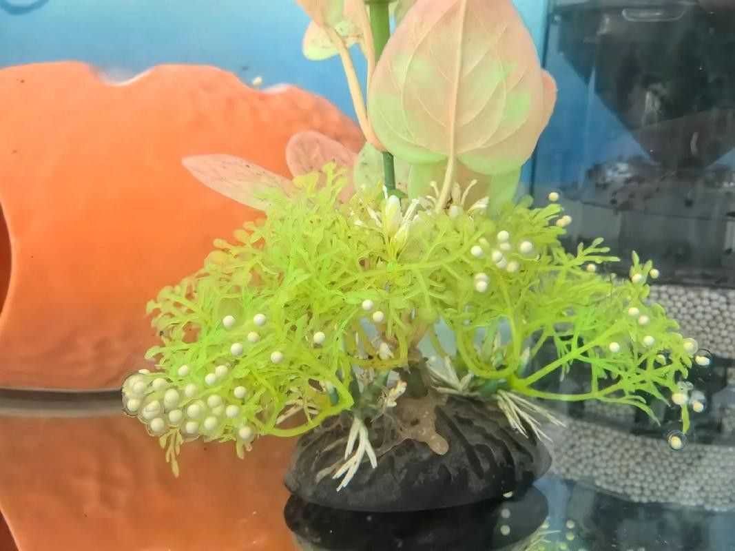 虎斑恐龍魚繁殖方法視頻大全圖片