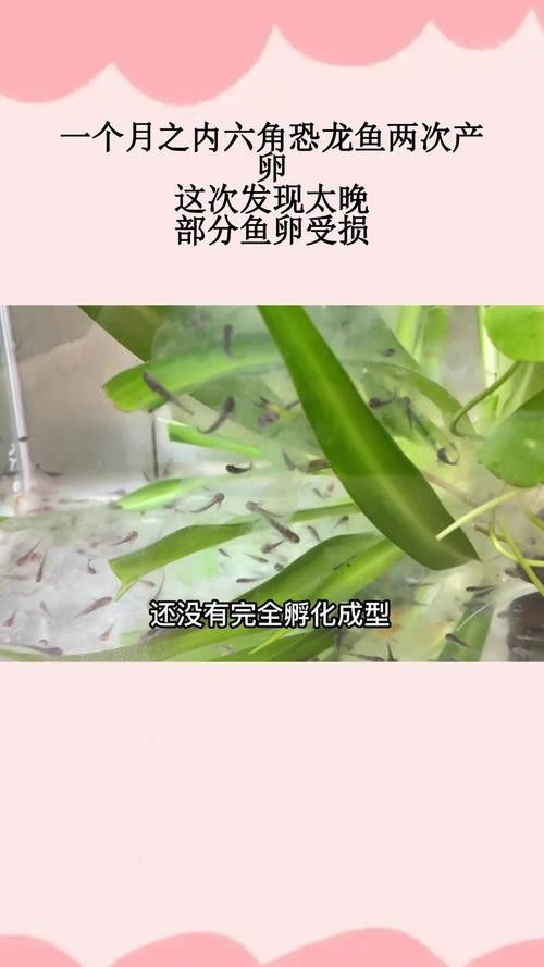 虎斑恐龍魚繁殖方法視頻大全圖片