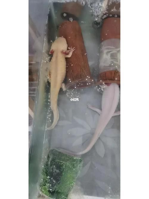 虎斑恐龍魚繁殖方法視頻大全圖片
