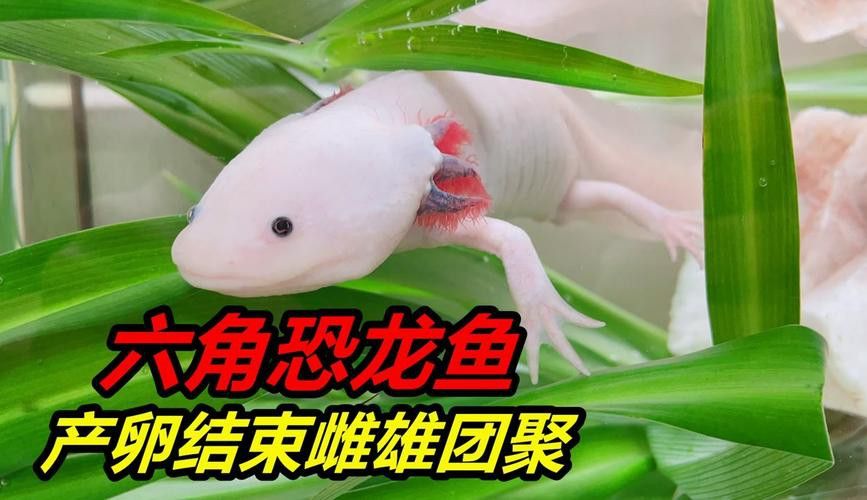 虎斑恐龍魚繁殖方法視頻大全圖片