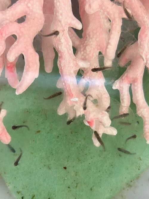 虎斑恐龍魚繁殖方法視頻大全圖片