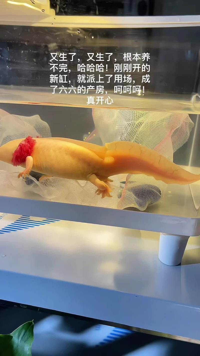 虎斑恐龍魚繁殖方法視頻大全圖片