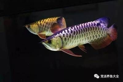 龍魚的價值：關于龍魚的價值