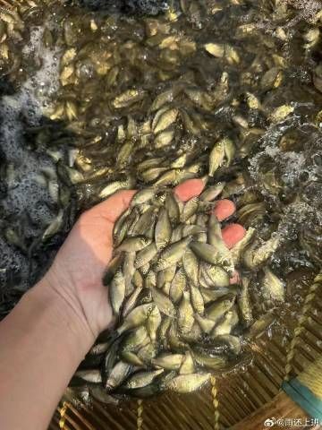 草魚苗批發有哪些注意事項？
