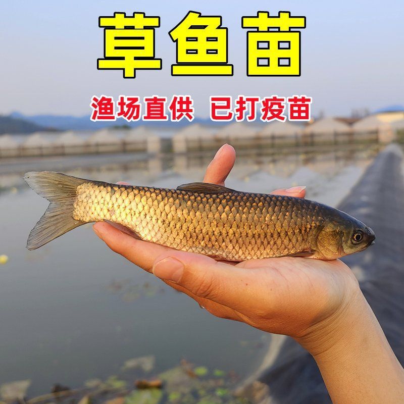 草魚苗批發有哪些注意事項？