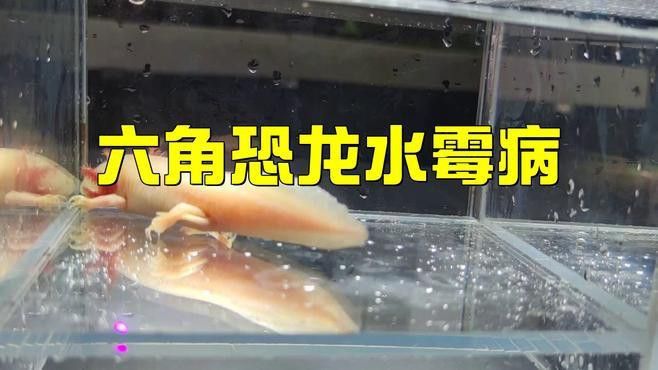 龍魚真菌感染的初期癥狀有哪些？