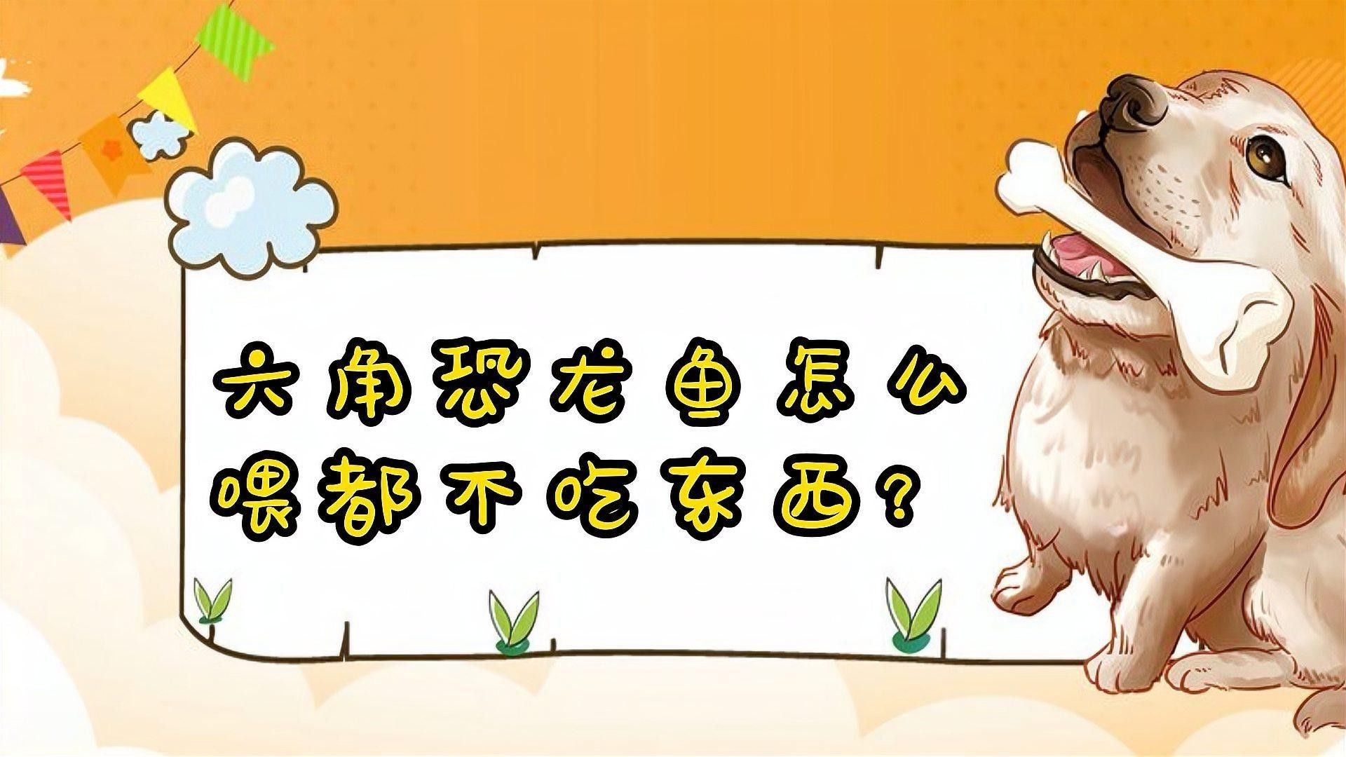 如何判斷六角龍是否患有腸胃炎？