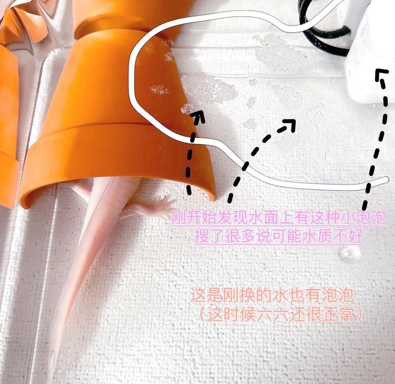 如何判斷六角龍是否患有腸胃炎？