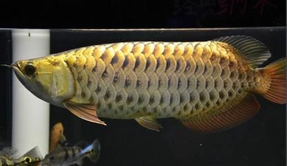 中國最貴龍魚前十名