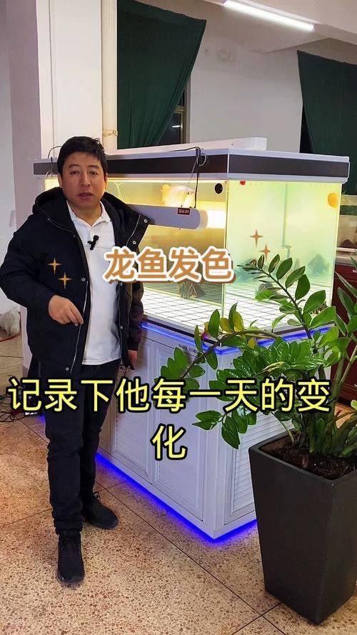 金龍魚發色階段圖片欣賞