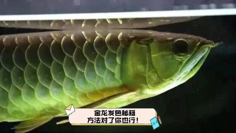 金龍魚發色階段圖片欣賞
