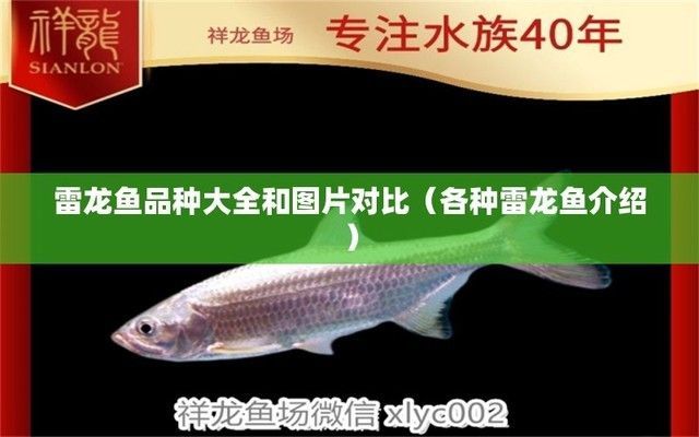 各種雷龍魚介紹大全：雷龍魚品種顏色對比圖鑒,雷龍魚市場價格走勢分析