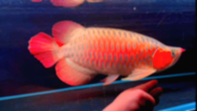 短身福龍王魚的價格是多少？