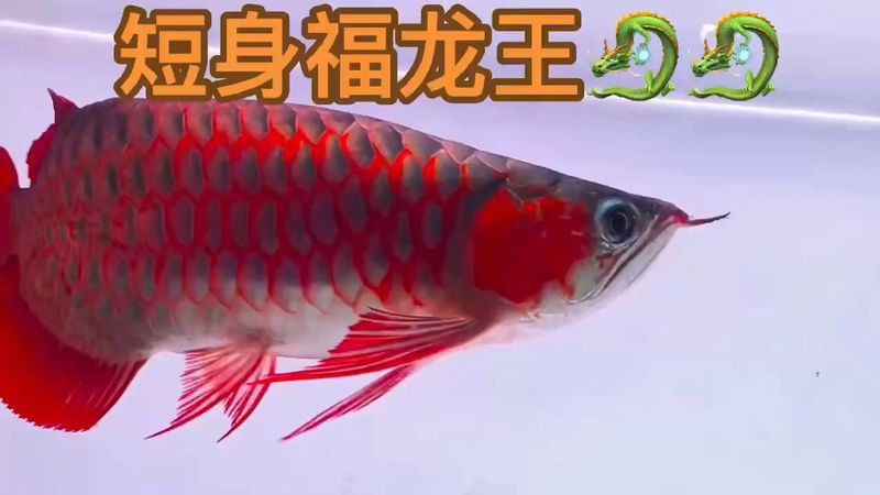 短身福龍王魚的價格是多少？