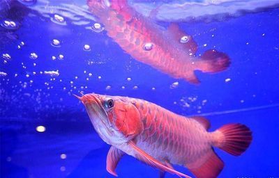 龍魚的神經系統概述（魚類神經系統的概念）