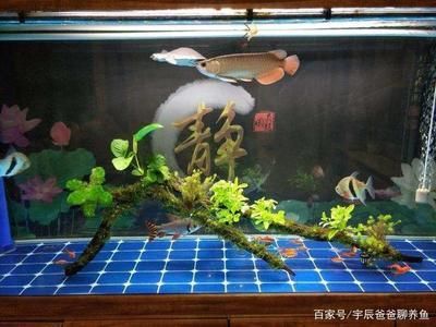龍魚的神經系統概述（魚類神經系統的概念）