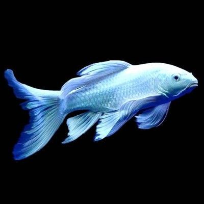 天津買紅龍魚去哪里買（在天津購買紅龍魚的主要地點：普濟河道中環花鳥魚蟲市場）