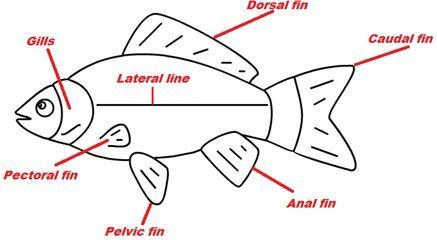 龍魚檢疫方法：龍魚檢疫的具體步驟
