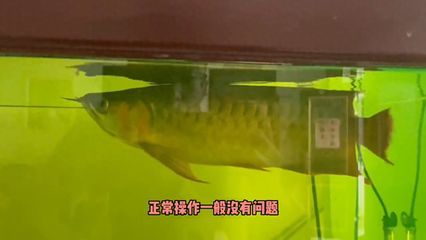 龍魚檢疫方法：龍魚檢疫的具體步驟