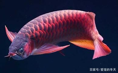 龍魚不長個是什么原因【龍魚不長個是什么原因造成的】