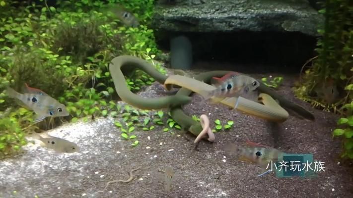 草繩恐龍魚好養不（如何鑒別草繩恐龍魚的性別，草繩恐龍魚混養的搭配建議）