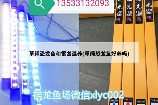 草繩恐龍魚好養不（如何鑒別草繩恐龍魚的性別，草繩恐龍魚混養的搭配建議）