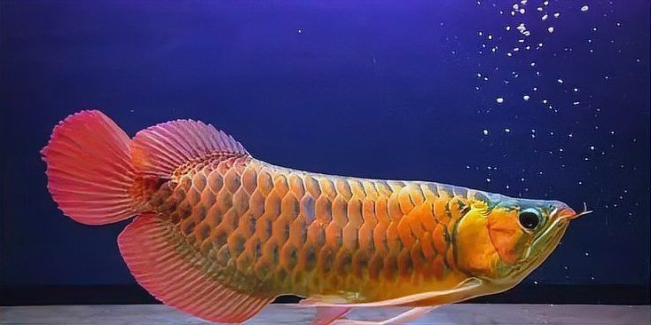 龍魚吃泥鰍的正確方法