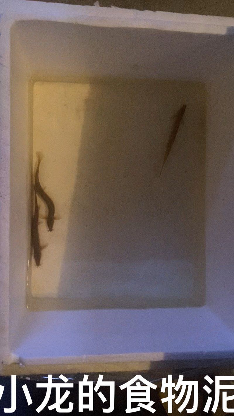 龍魚吃泥鰍的正確方法