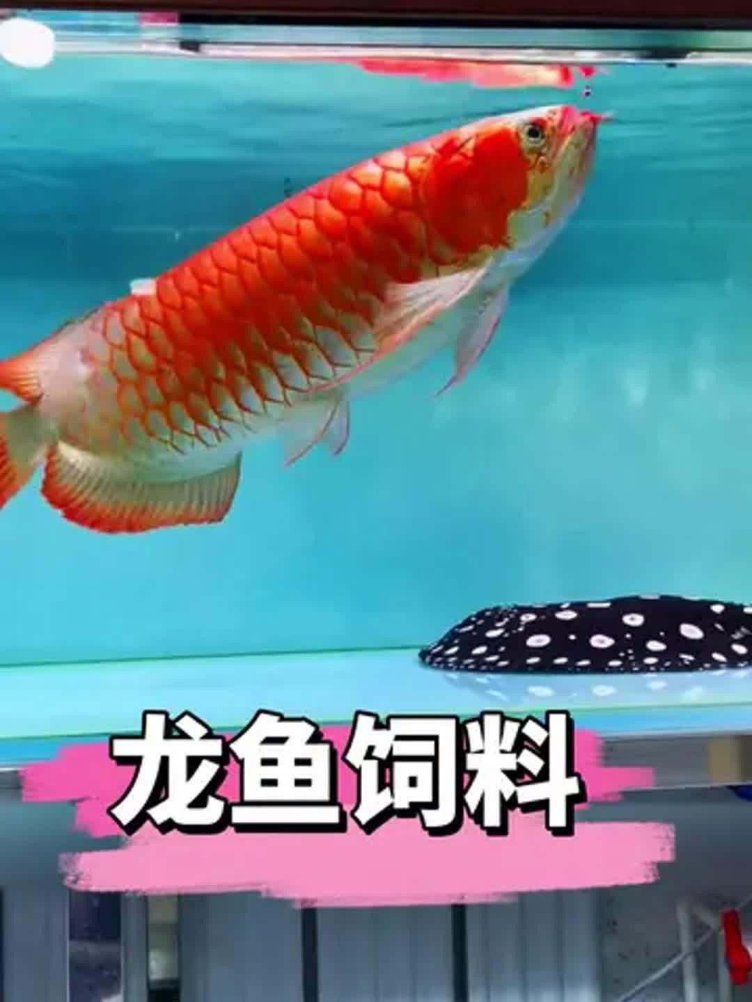 銀龍魚吃合成飼料需要搭配什么？