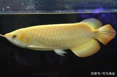 白化紅龍魚，白化紅龍魚與白化紅龍魚市場行情如何辨別優(yōu)質(zhì)白化紅龍魚 白化紅龍魚，白化紅龍魚與白化紅龍魚市場行情如何辨別優(yōu)質(zhì)白化紅龍魚 龍魚百科 第2張
