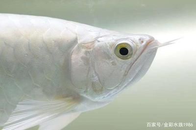 白化紅龍魚，白化紅龍魚與白化紅龍魚市場行情如何辨別優(yōu)質(zhì)白化紅龍魚 白化紅龍魚，白化紅龍魚與白化紅龍魚市場行情如何辨別優(yōu)質(zhì)白化紅龍魚 龍魚百科 第3張