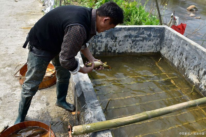 金龍魚加多少鹽