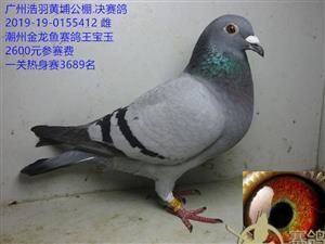 廣東金龍魚賽鴿（金龍魚賽鴿2019年春季競賽規程賽鴿資訊網）