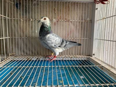 廣東金龍魚賽鴿（金龍魚賽鴿2019年春季競賽規程賽鴿資訊網）