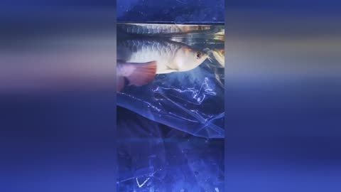 龍魚肚子脹氣的治療方法（龍魚肚子脹氣可能由多種因素引起，包括飲食不當、水質問題、疾病等）